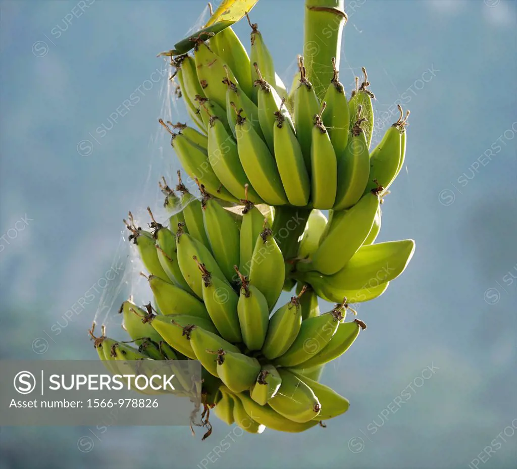 A bunch of bananas growing in Mae Sot Around 130,000 Burmese refugees have settled in Thailand due to opression in their homeland of Myanmar Burma App...