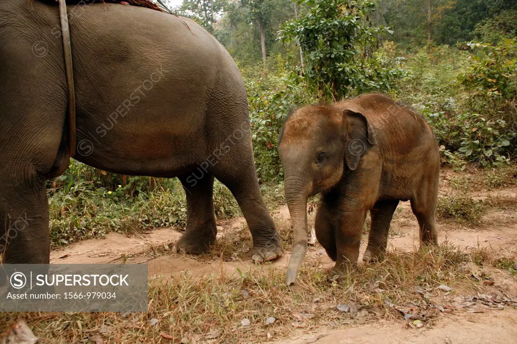 A baby elephant joins the group transporting tourists near the Longneck village Approximately 300 Burmese refugees in Thailand are members of the indi...