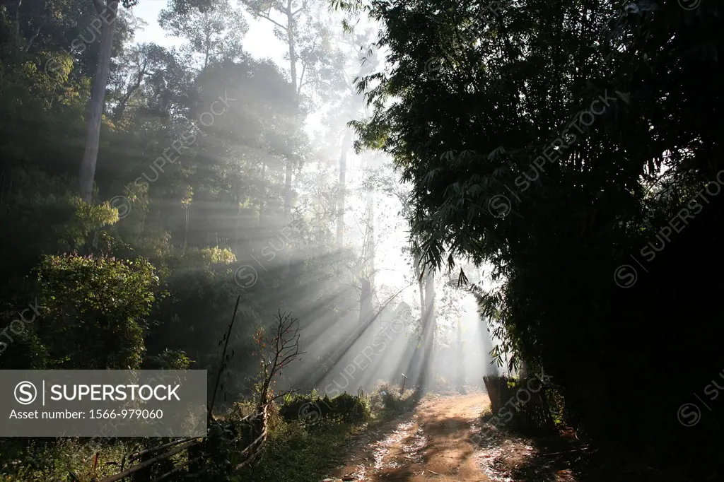 Sunlight streams through the jungle near the Longneck village Approximately 300 Burmese refugees in Thailand are members of the indigenous group known...