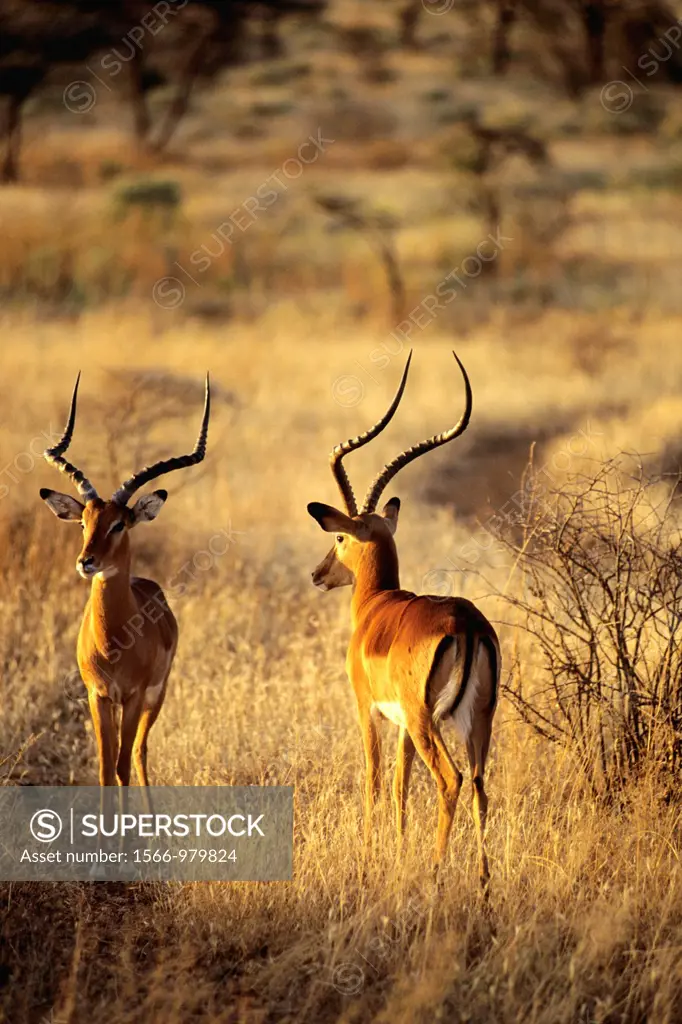 Kenya impala