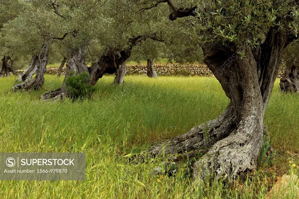 Olives, Pastoritx, Valldemossa Majorca, Balearic Islands Spain