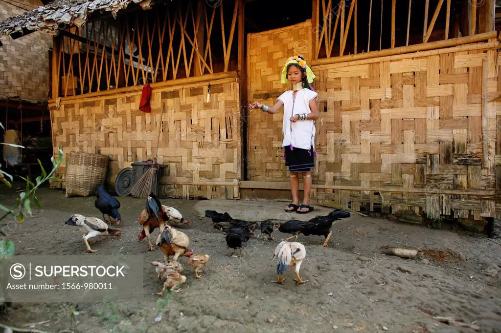 A young Longneck girl feeds chicken outside a house in the village Approximately 300 Burmese refugees in Thailand are members of the indigenous group ...