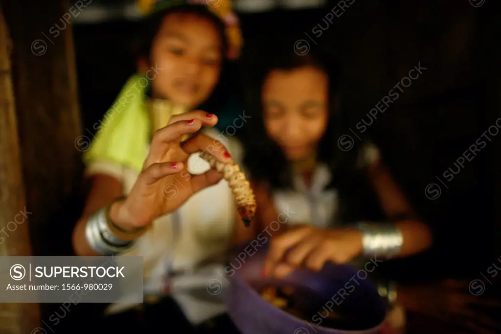 Closeup of a worm held by a Longneck girl Approximately 300 Burmese refugees in Thailand are members of the indigenous group known as the Longnecks Th...