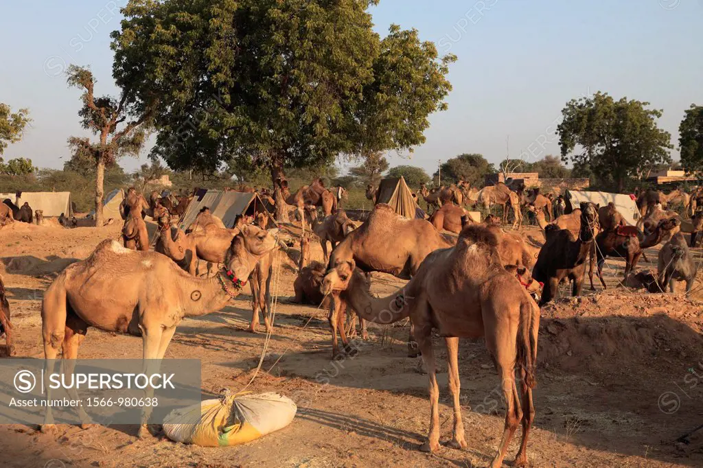 India, Rajasthan, Nagaur, Fair, camels, general view,