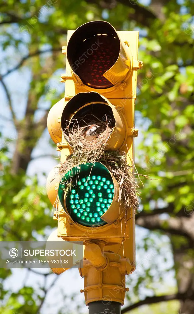 Future bird parents at their nest in a traffic signal in Central Park in New York