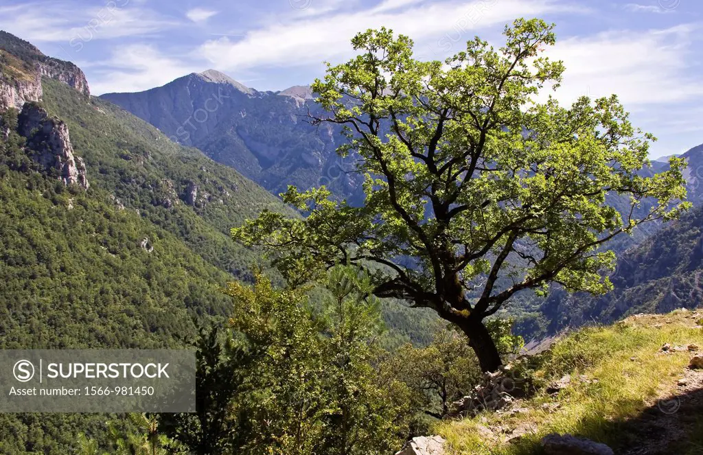 Oak in the Cinca Valley - Tella - Sobrarbe - Aragon Pyrenees - Huesca province - Aragon - Altoaragon - Spain - Europe