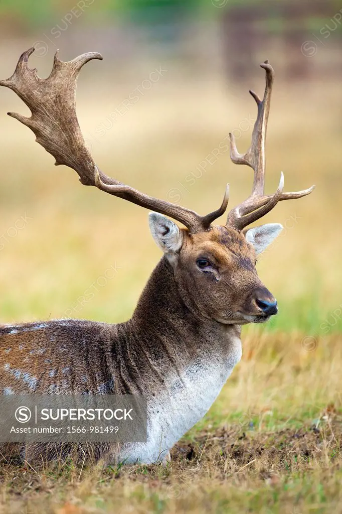 Deer Dama dama, Bradgate Park, public park in Charnwood Forest, Newton Linford, Leicestershire, UK, Europe