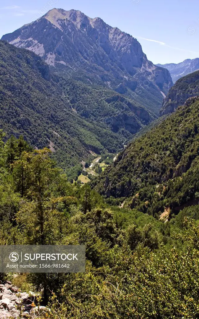 Forest in the Cinca Valley - Tella - Sobrarbe - Aragon Pyrenees - Huesca province - Aragon - Altoaragon - Spain - Europe