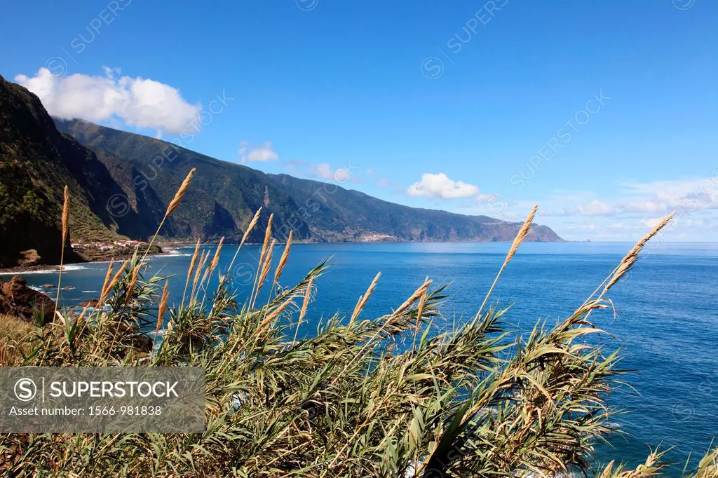 Reed at the North Shore of Madeira, Portugal, Europe