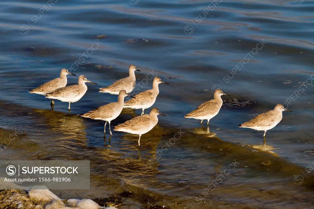 A group of sandpipers on the shore at Fort Desoto Park, Florida, USA