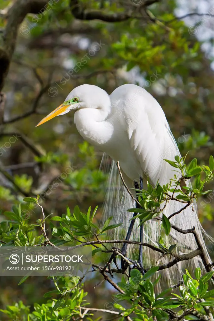 A great egret in breeding plumage at the Alligator Farm rookery in St  Augustine, Florida, USA