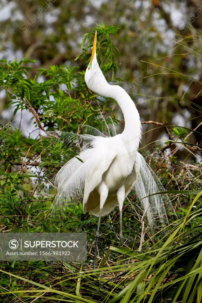 A great white egret in a sky pointing courting ritual at the Alligator Farm rookery in St  Augustine, Florida, USA