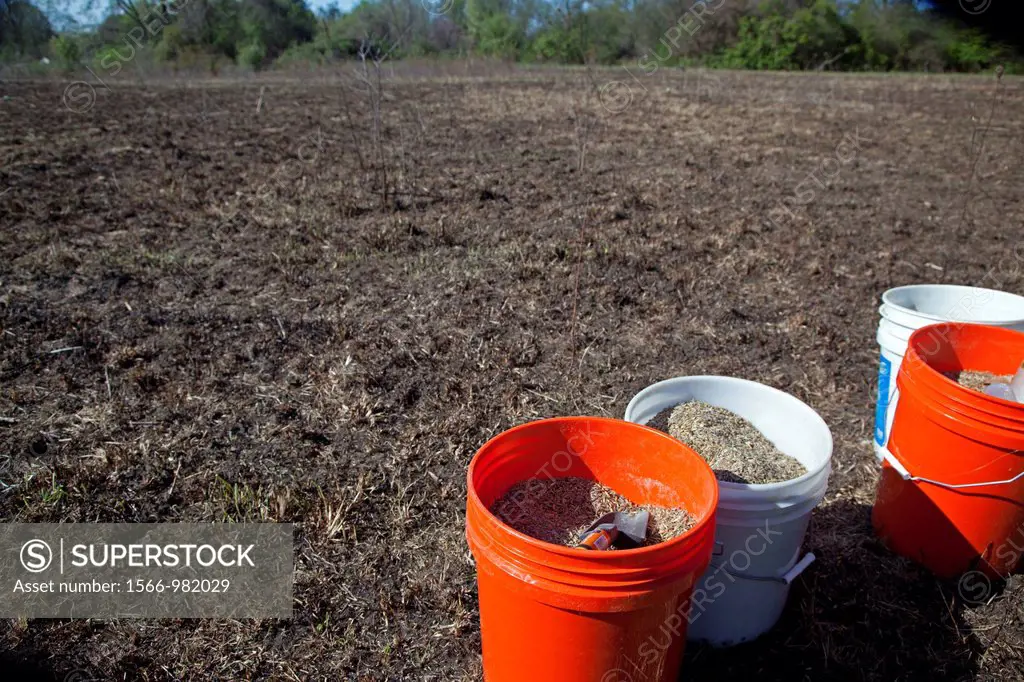 Detroit, Michigan - Buckets of native plant seeds in a meadow in River Rouge Park that had been purposely burned a week earlier  The meadow was burned...