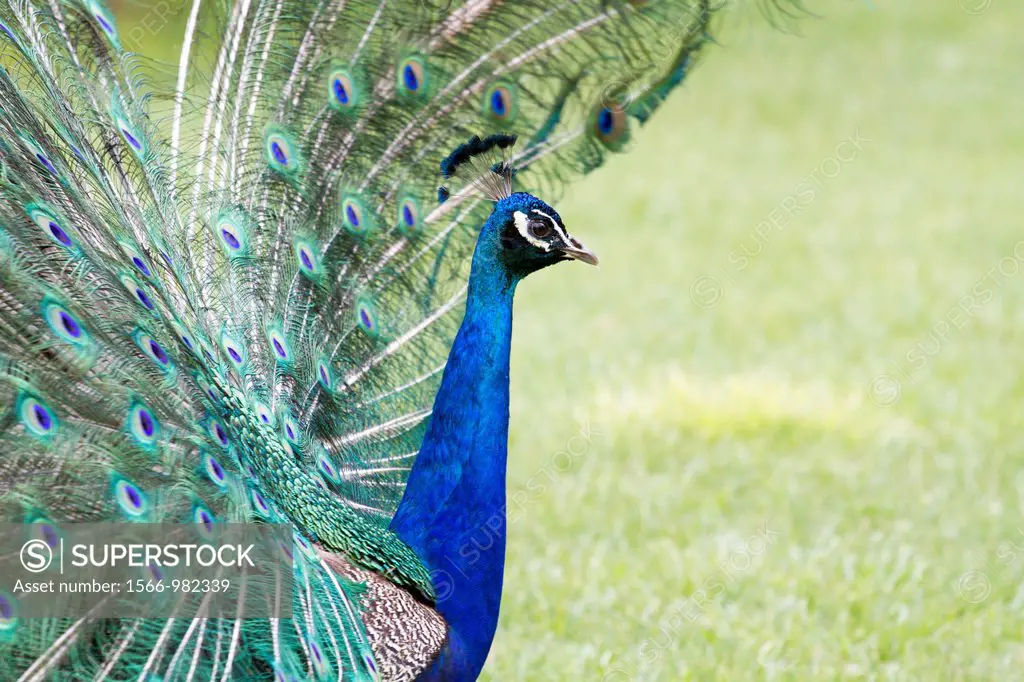 Pavo cristatus, Peacock