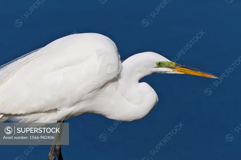 Closeup of the great white egret at the Audubon bird rookery in Venice, Florida, USA