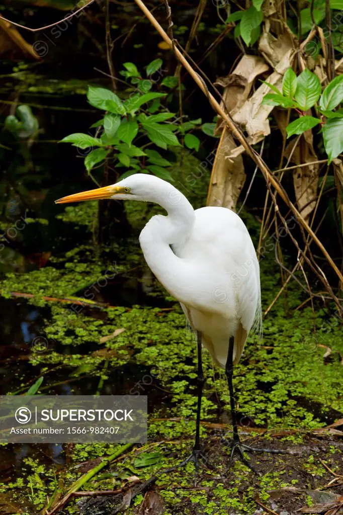 The great white egret at the Corkscrew Swamp Sanctuary, Florida, USA