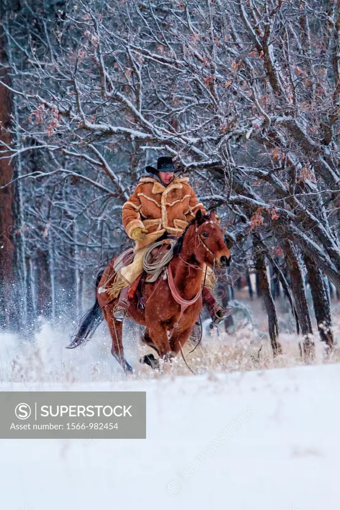 Cowboy galloping horse in the snow