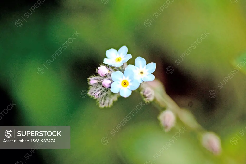 Forget-me-not, Myosotis sylvatica small perennial plant with delicate baby blue flowers  Gardener´s favorite  Annual  Mouse-ear  Woodland Forget-me-no...