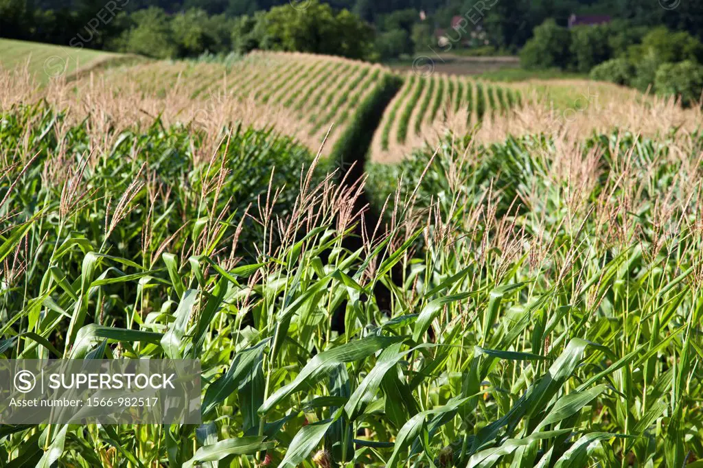 Corn planting in Meyrals, Dordogne, France