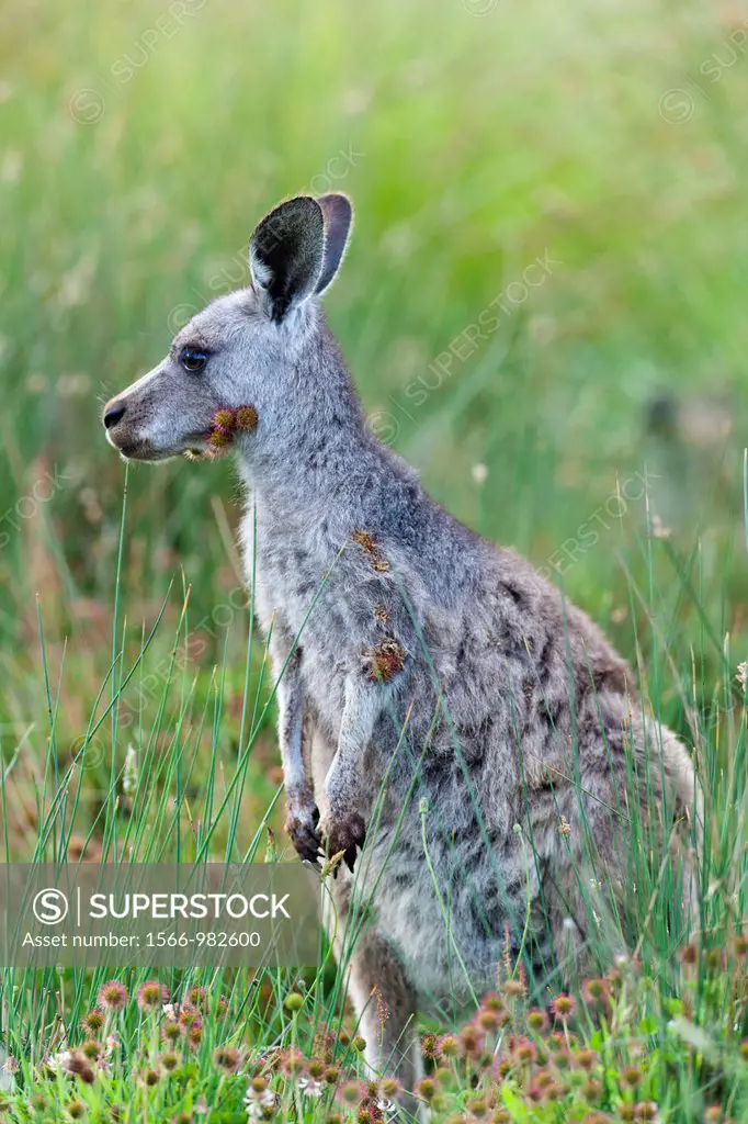Eastern grey kangaroo Macropus giganteus, joey young not weaned kangaroo kid ful of burs, it is the second largest living marsupial and one of the ico...