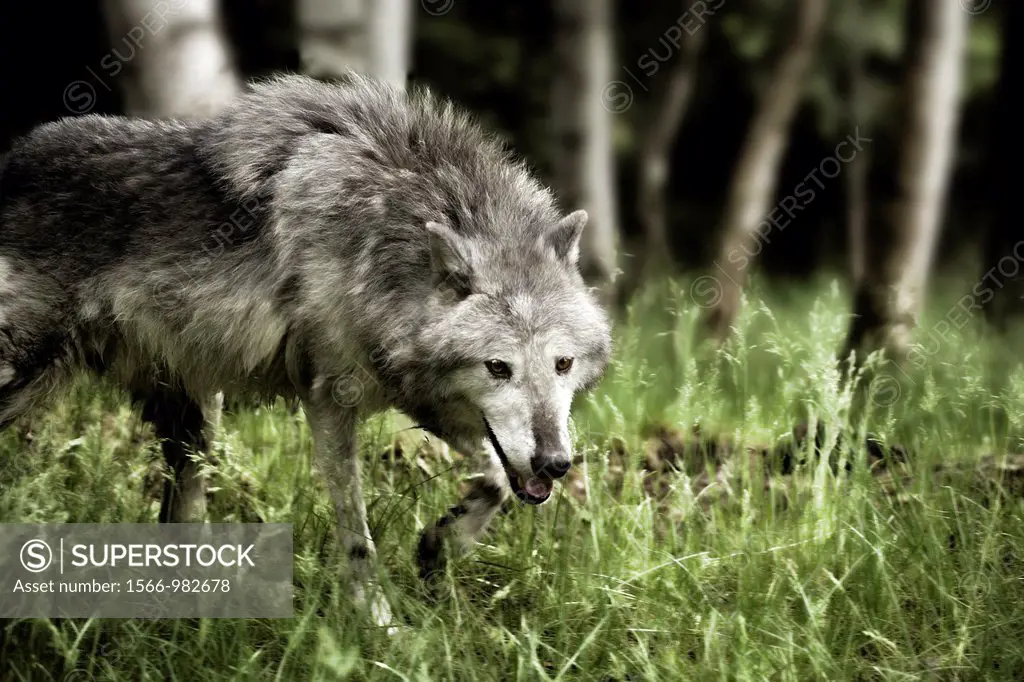 Gray wolf Canis lupus, on the prowl. Game Farm, Montana, USA