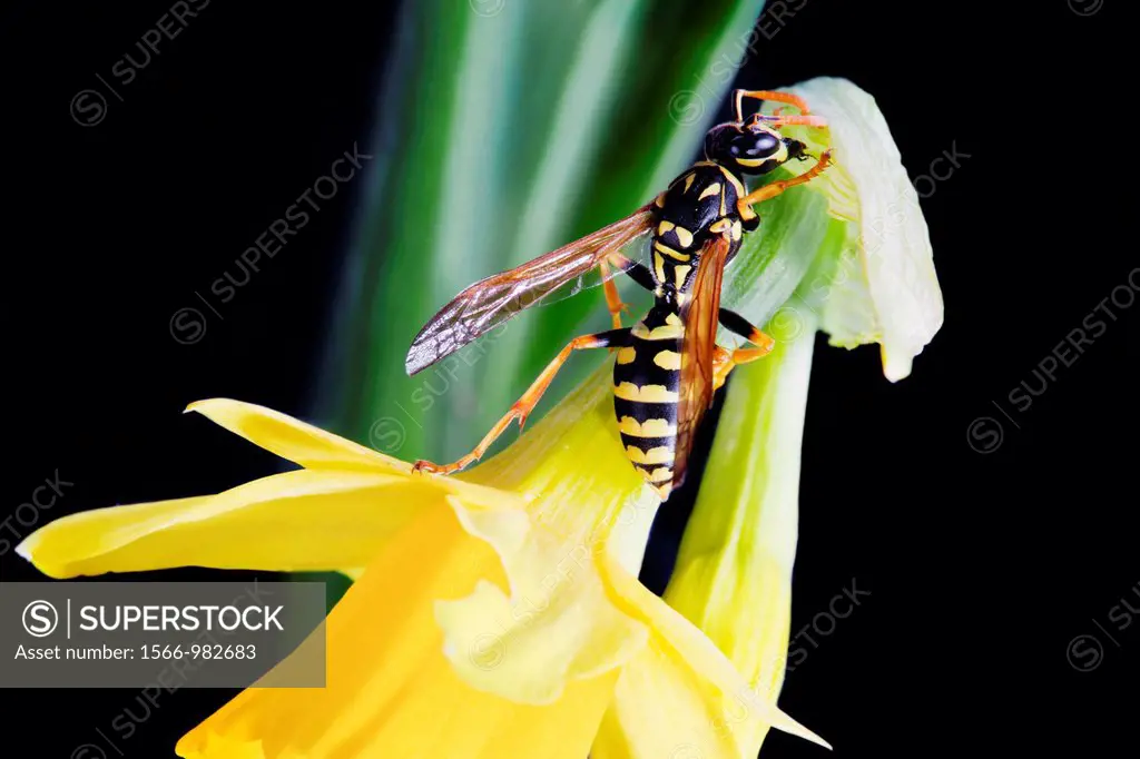 European paper wasp Polistes dominula on daffodil.