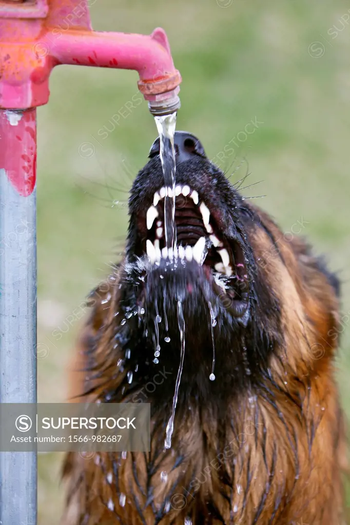 German Shepherd Dog drinking from a water spigot.