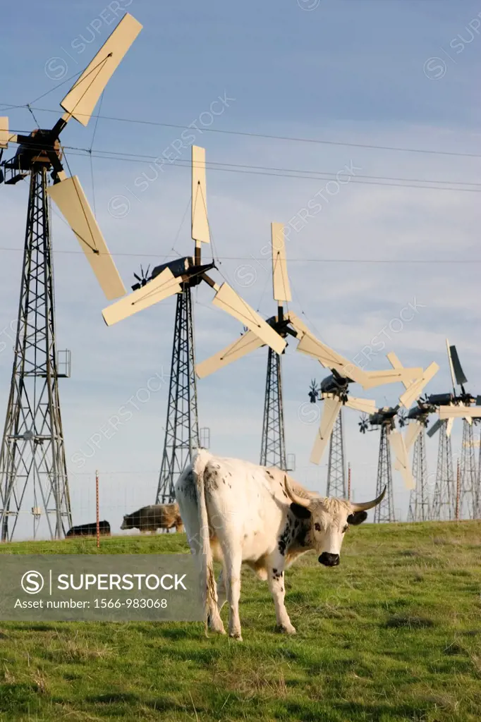 Cattle and windmills, Altamont Pass, Alameda County, California, USA