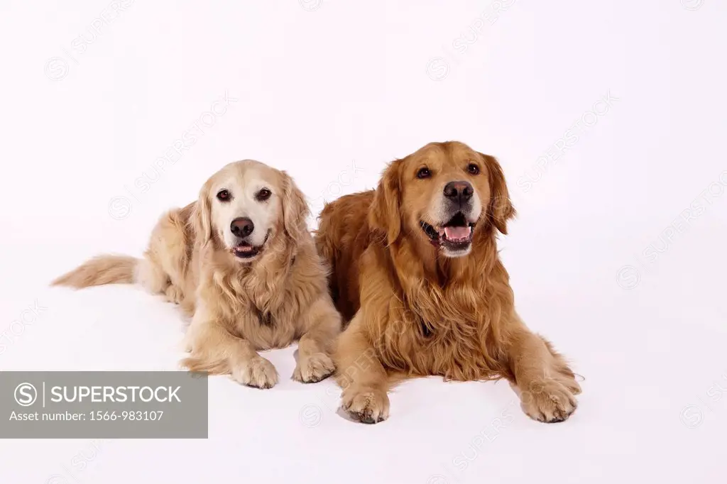 Two Golden Retrievers against white background.