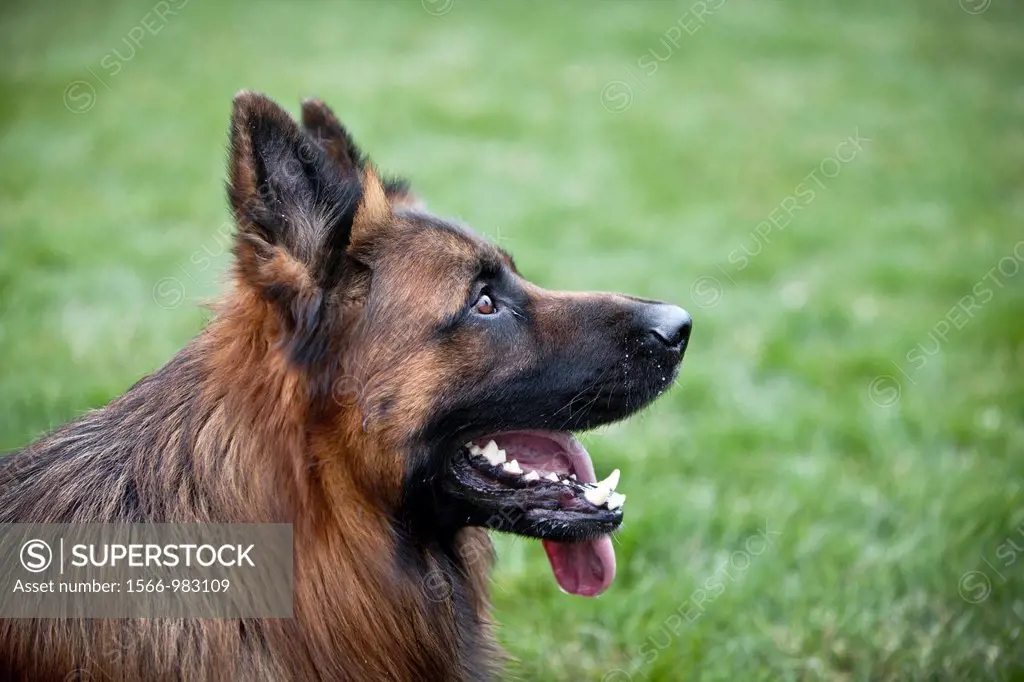 German Shepherd Dog head shot against green grass