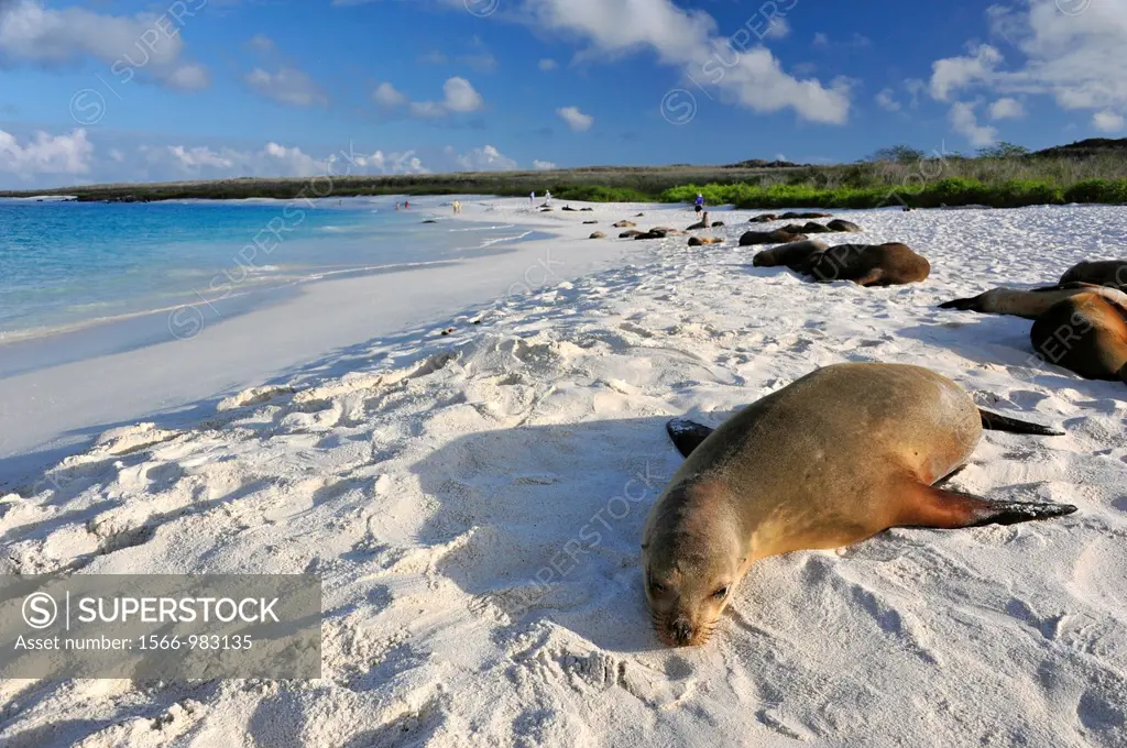 Sea Lions on Galapagos Islands