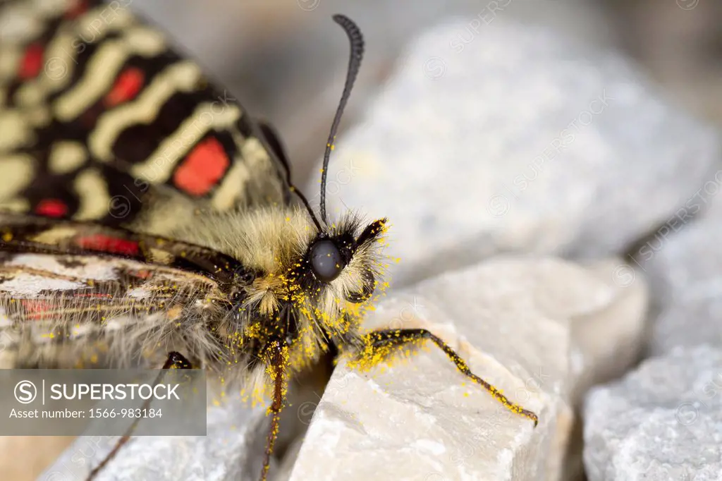 Zerynthia rumina, spanish festoon butterfly, France.