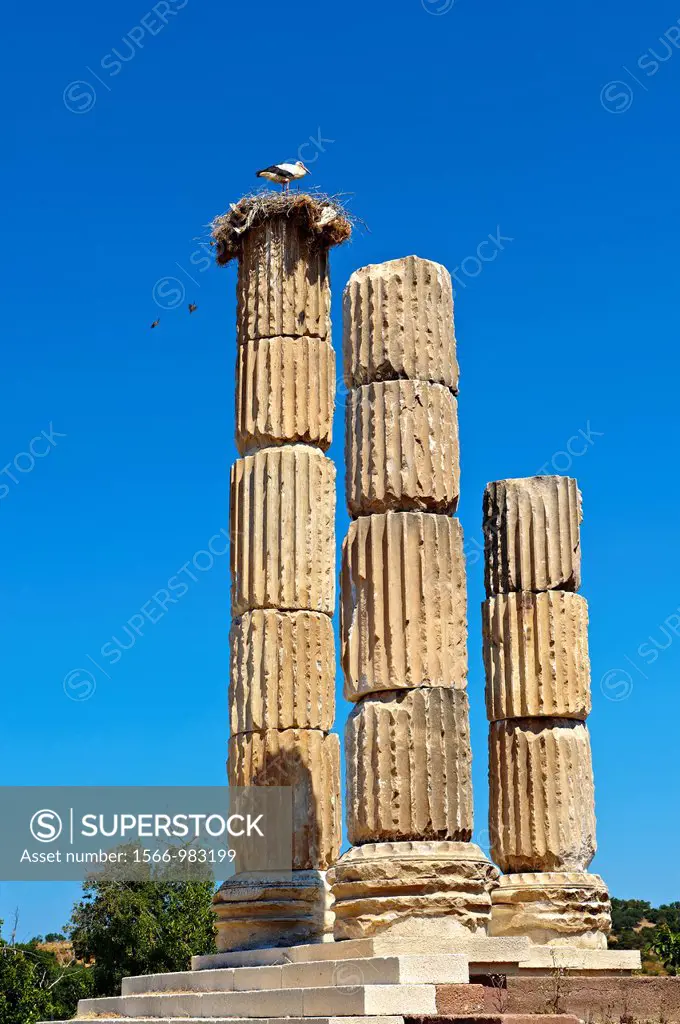 The Hellanistic Ionic columns of the Apollo Smintheion Sanctuary with Storks nesting ontop, near Gulpinar Village Turkey  The Temple of Apollo is dedi...