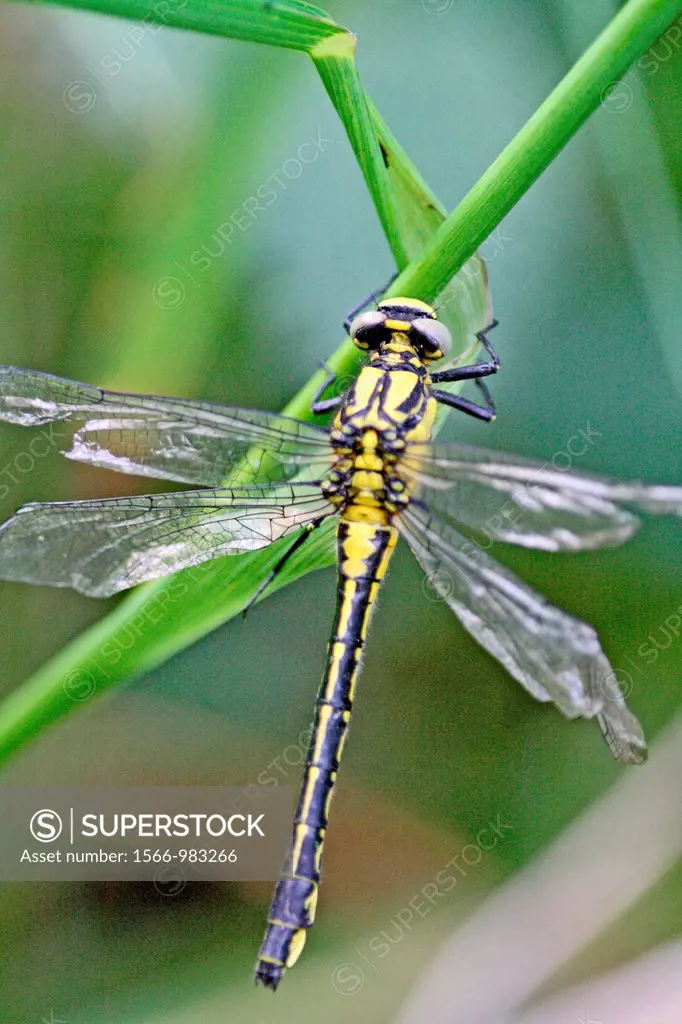 Emerging Common Clubtail, Gomphus vulgatissimus clings to grass  Dragonfly with very badly damaged wings after emerging