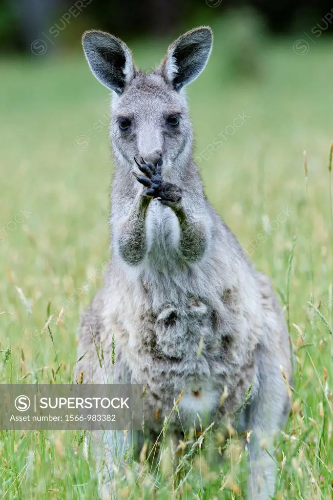 Eastern grey kangaroo Macropus giganteus, joey young not weaned kangaroo kid, it is the second largest living marsupial and one of the icons of Austra...