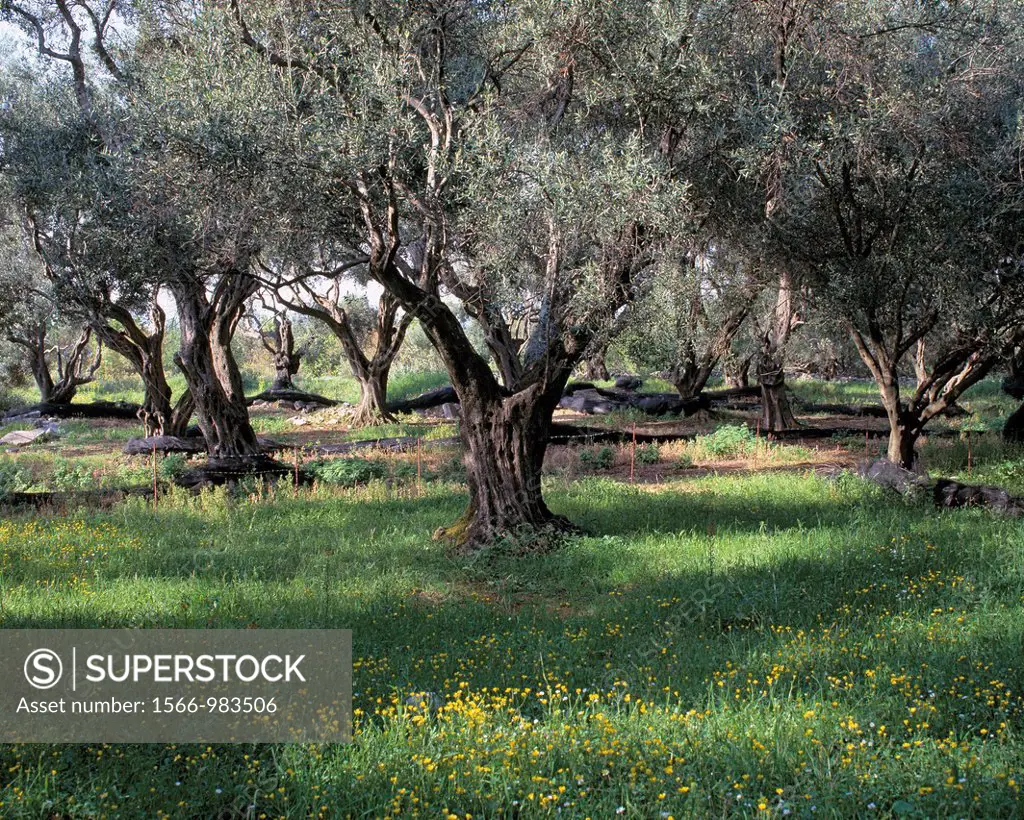 nature, plant life, olive grove, olive trees, Olea europaea, Greece, Ionian Islands, Corfu
