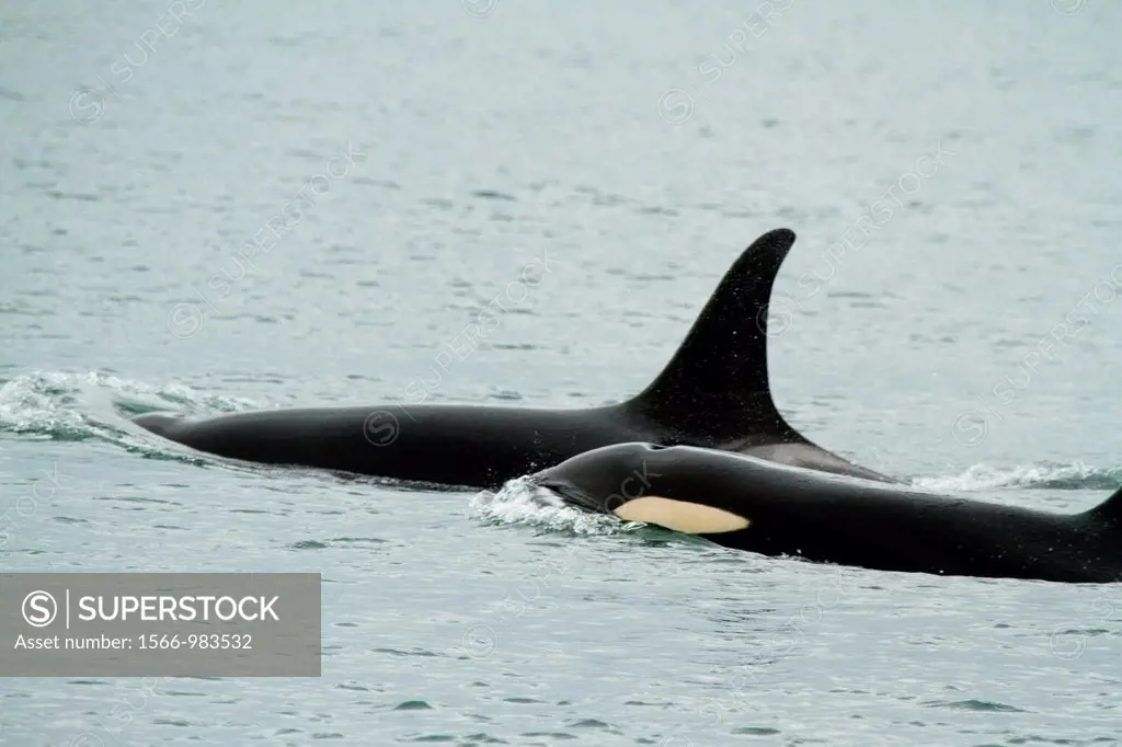 Southern Resident Orcas along the northside close to shore off San Juan Island
