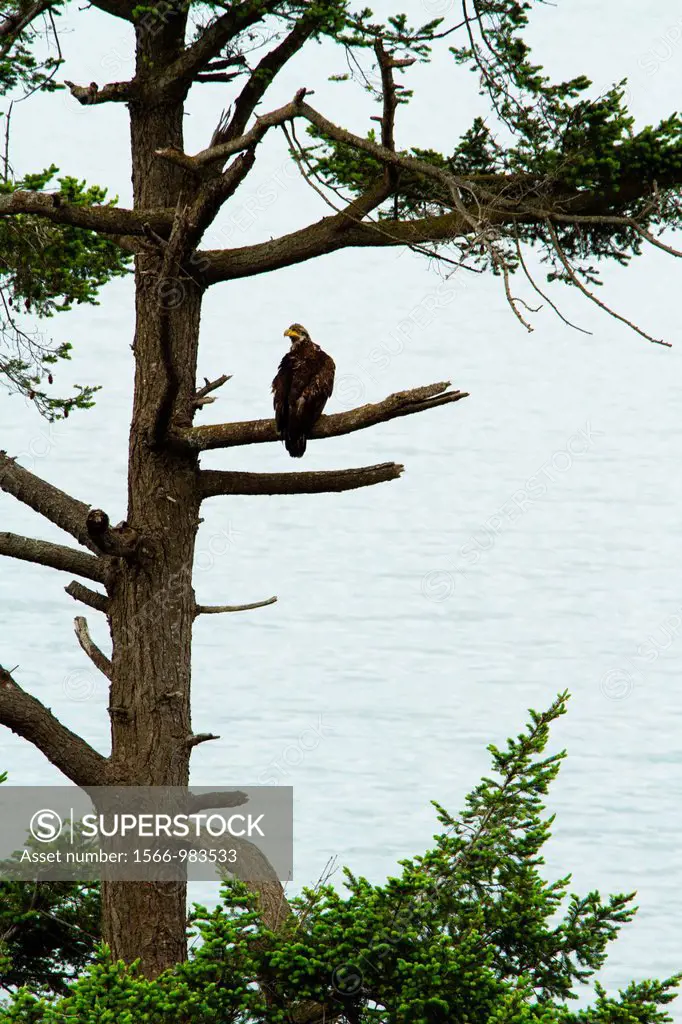 Juvenile Bald Eagle perched in tree