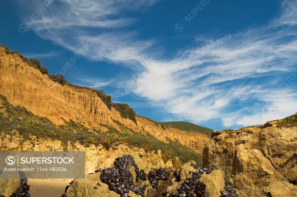 Mussels on rock at El Matador State Beach in Malibu
