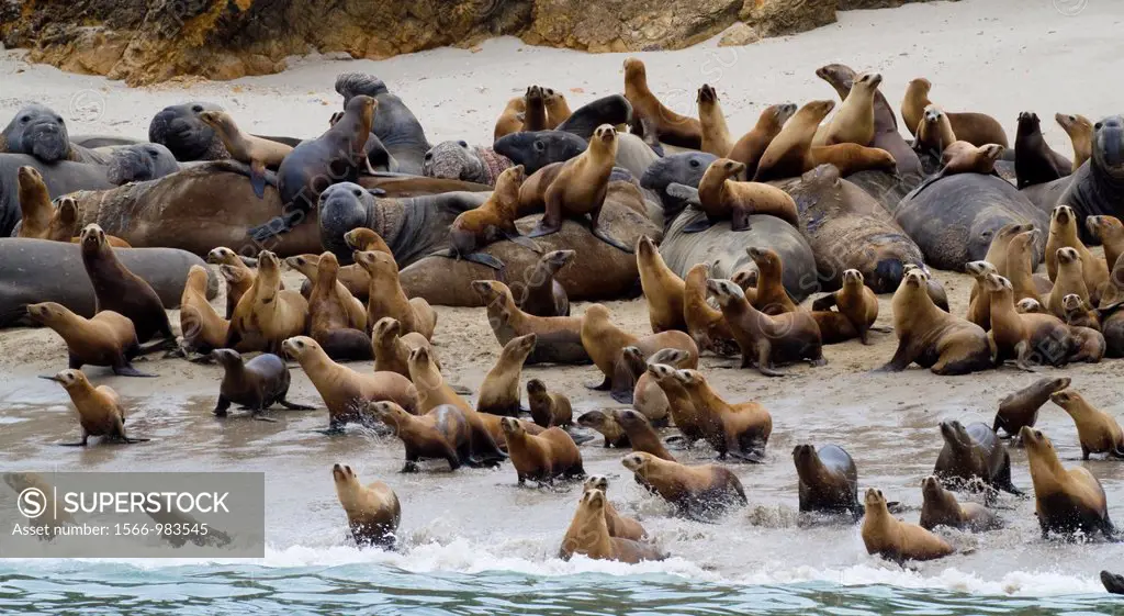 California Sea Lions & Elephant Seals on San Miguel Island