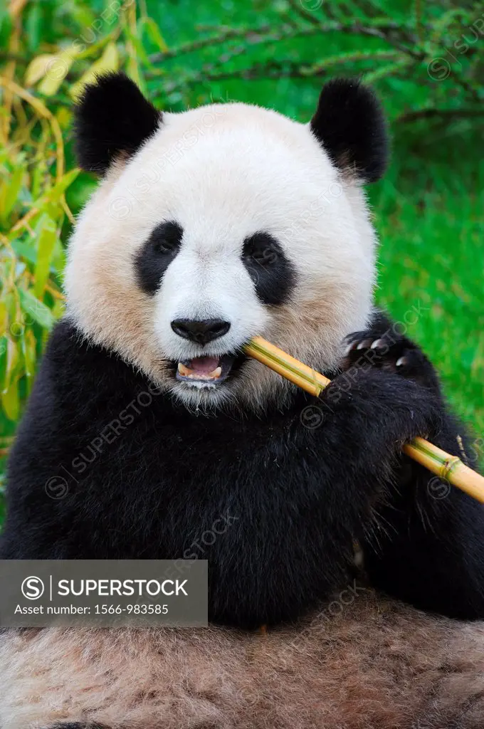 Giant panda eating bambou Ailuropoda melanoleuca captive  ZooParc Beauval, France