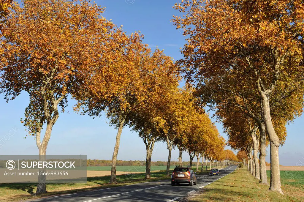 Plane tree-lined road, Eure-et-Loir department, Centre region, France