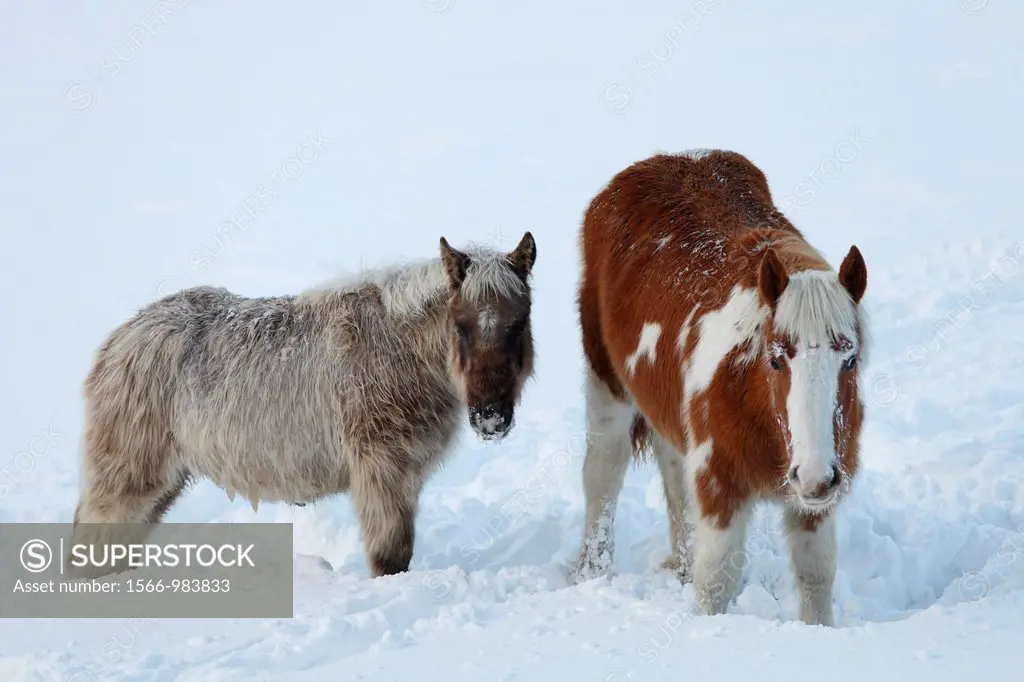 Horses in snow near Pajares village, Lena, Asturias, Spain.