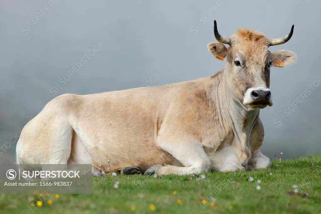 Cow in La Cubilla port, Lena, Asturias, Spain