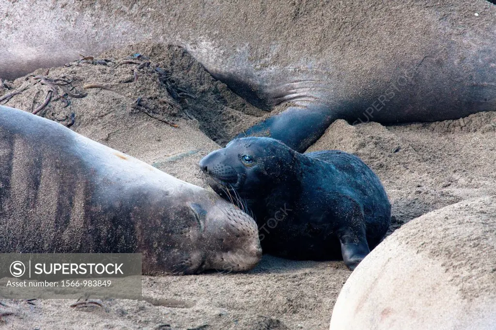 Elephant Seal pup and mom