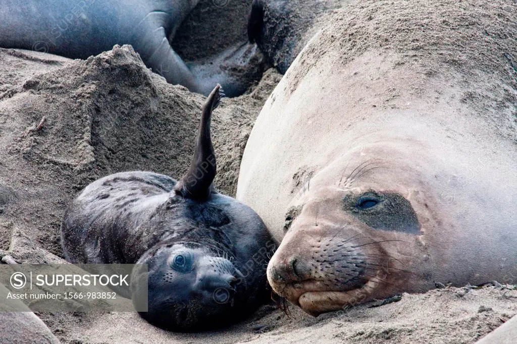 Elephant Seal pup and mom