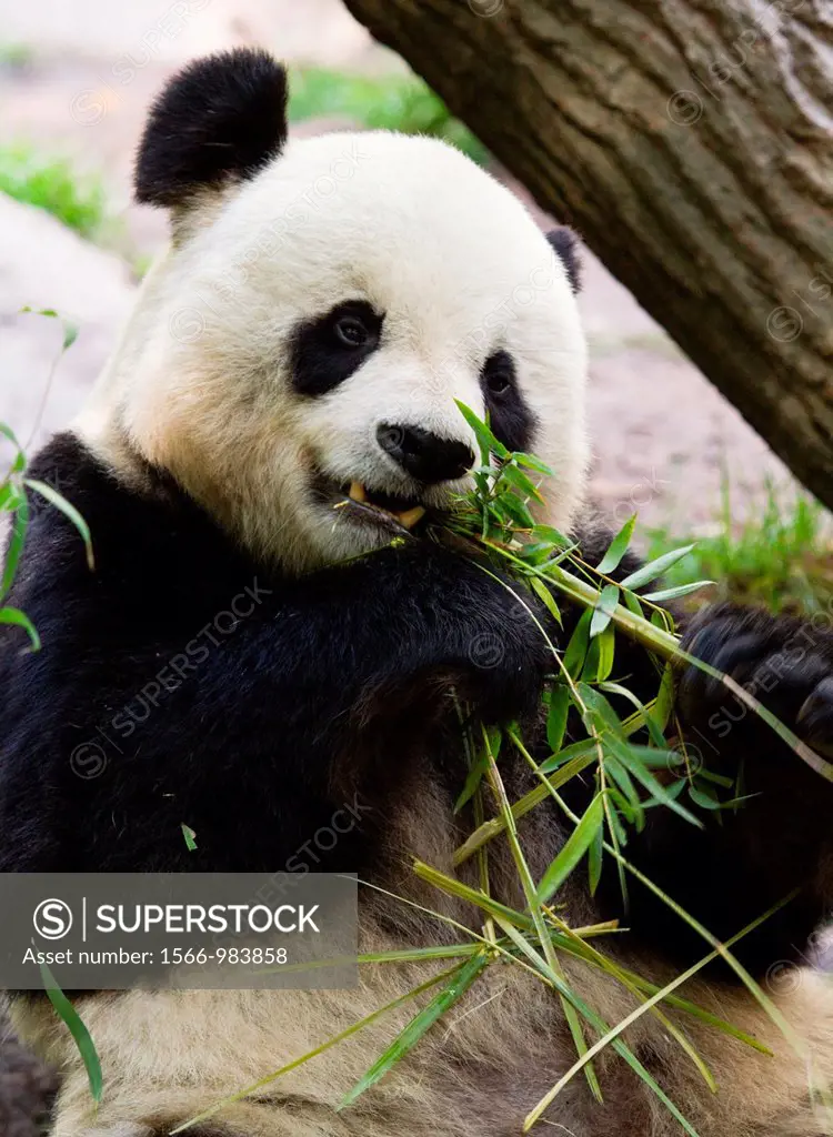 Giant Panda Bear eating on its back