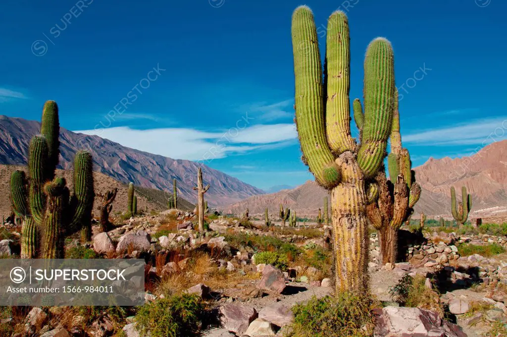 South America, Argentina, Province of Salta, Quebrada de Humahuaca, Tilcara, field of cactus cardones in the middle of the Pucara, an old inca fortere...