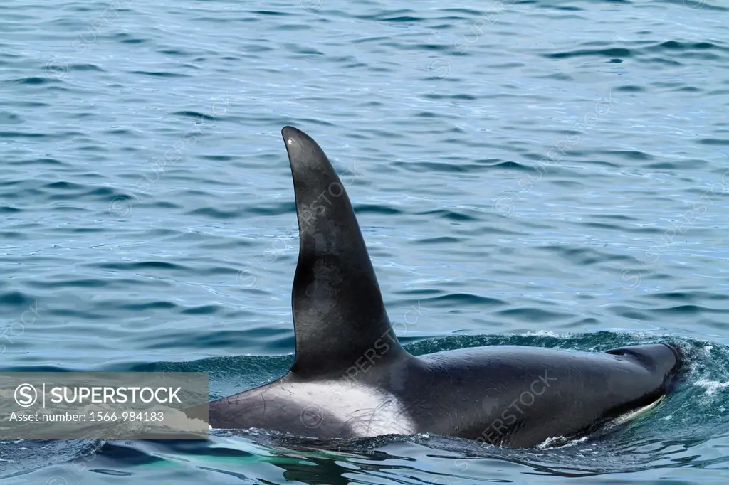 CA-199 Male transient Orca Killer Whale
