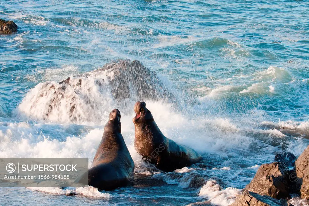 Two Elephant Seal bulls in the water